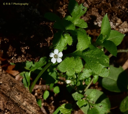 {Nemophila aphylla}